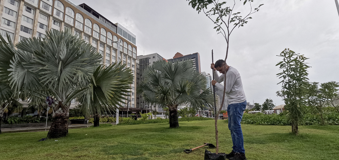 Festa Anual da Árvore é encerrada com plantio de ipês e doação de mudas arbóreas em Fortaleza